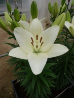 [5109 Scansano VH No01.JPG]